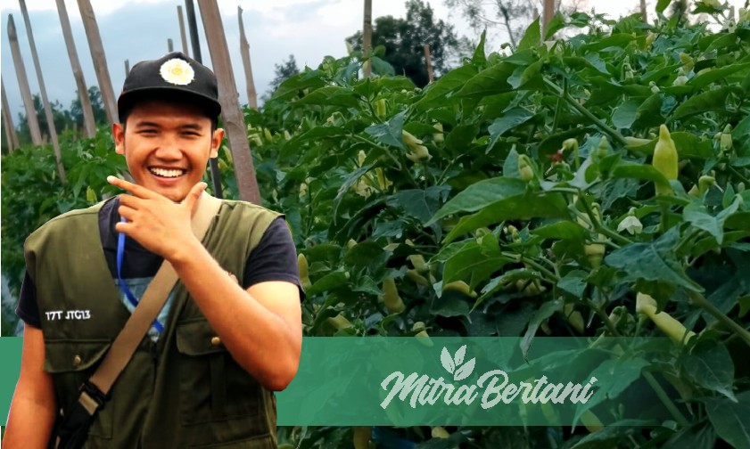 Petani Cabai Sukses, 70 Juta Satu Kali Petik
