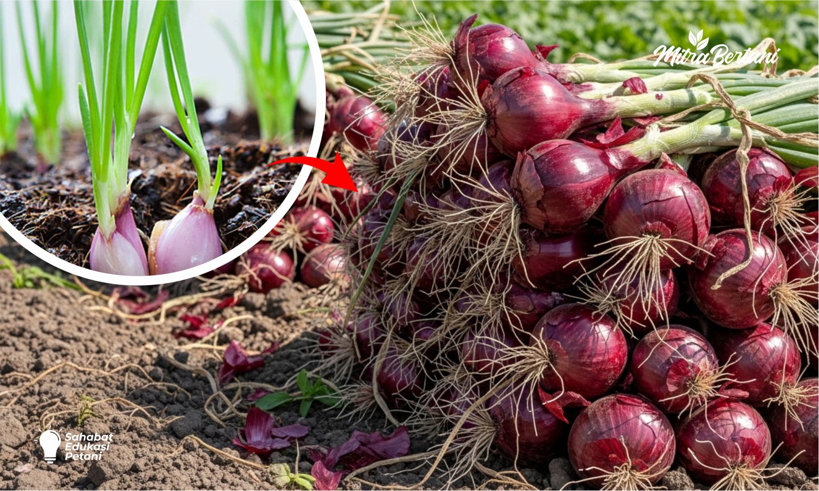 Cara Budidaya Bawang Merah dari Umbi di Musim Hujan, Dijamin Untung dan Minim Penyakit