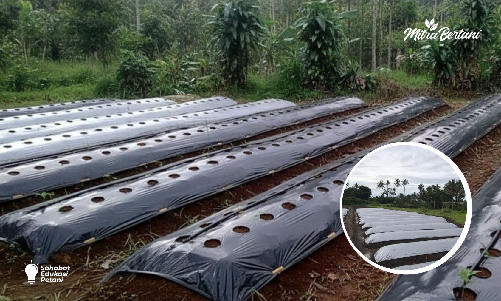 REKOMENDASI  LUBANG TANAM CABAI DALAM SATU BEDENGAN