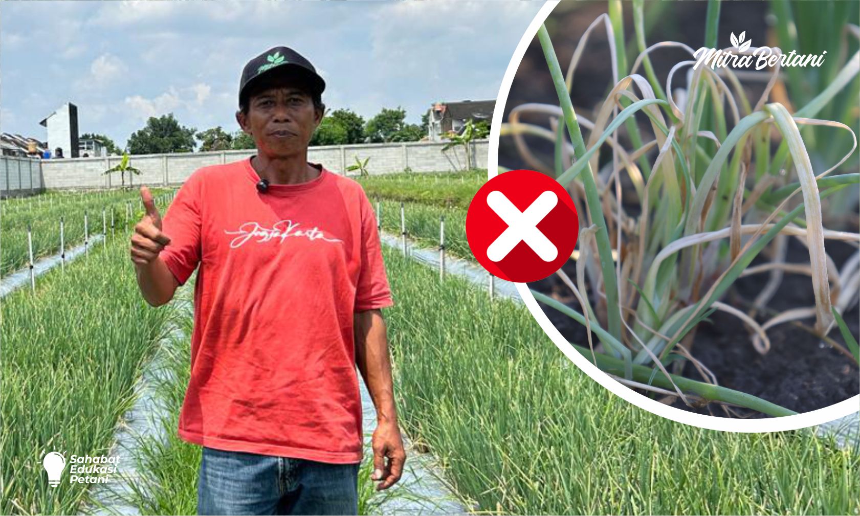 Perawatan Bawang Merah Anti Moler Di Musim Hujan