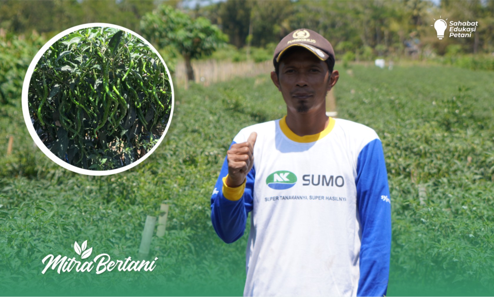 Budidaya Tanaman Cabai Keriting : 
