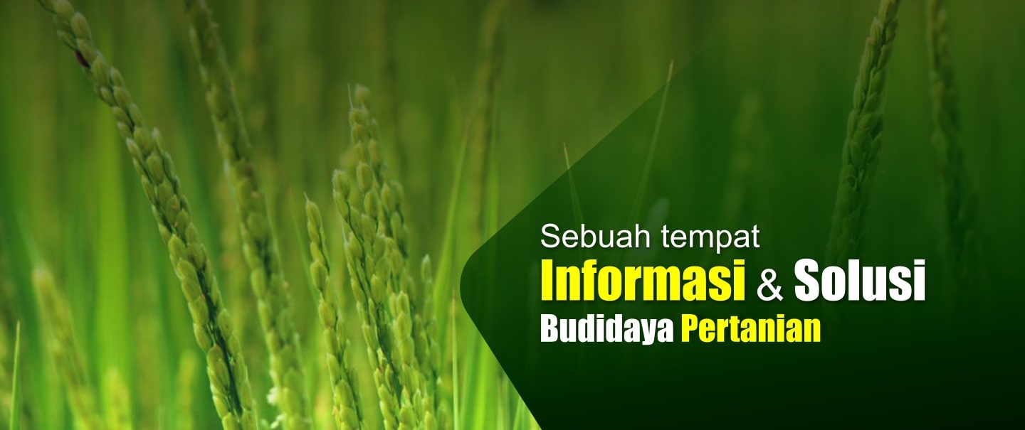 slide-mmt-1